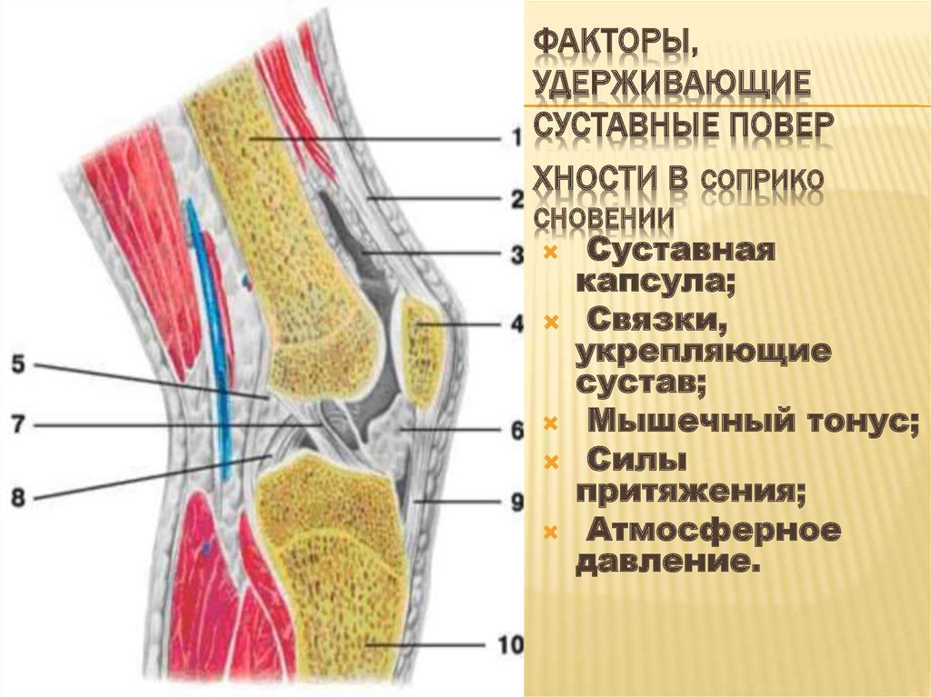 Повреждение коленного сустава презентация