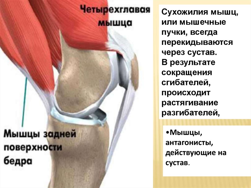После операции болят ноги суставы. Коленный сустав. Боль под коленным суставом. Сгибание коленного сустава.