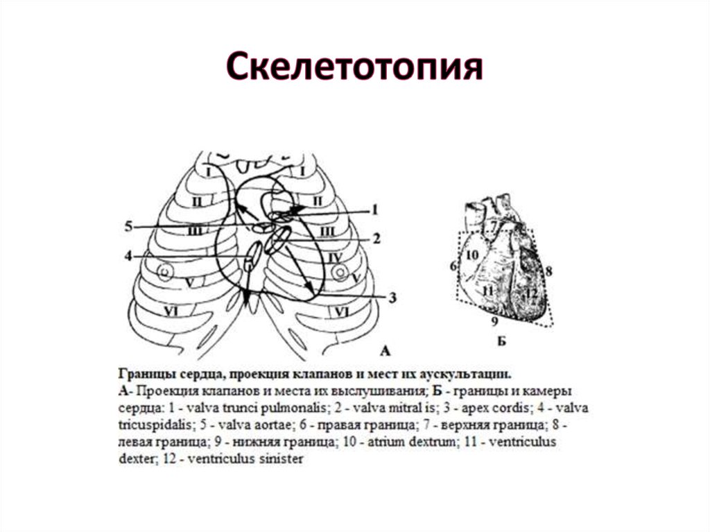 Клапаны сердца на грудной клетке. Топография печени скелетотопия. Топография печени скелетотопия голотопия синтопия. Топографическая проекция клапанов сердца. Топография сердца топографическая анатомия.