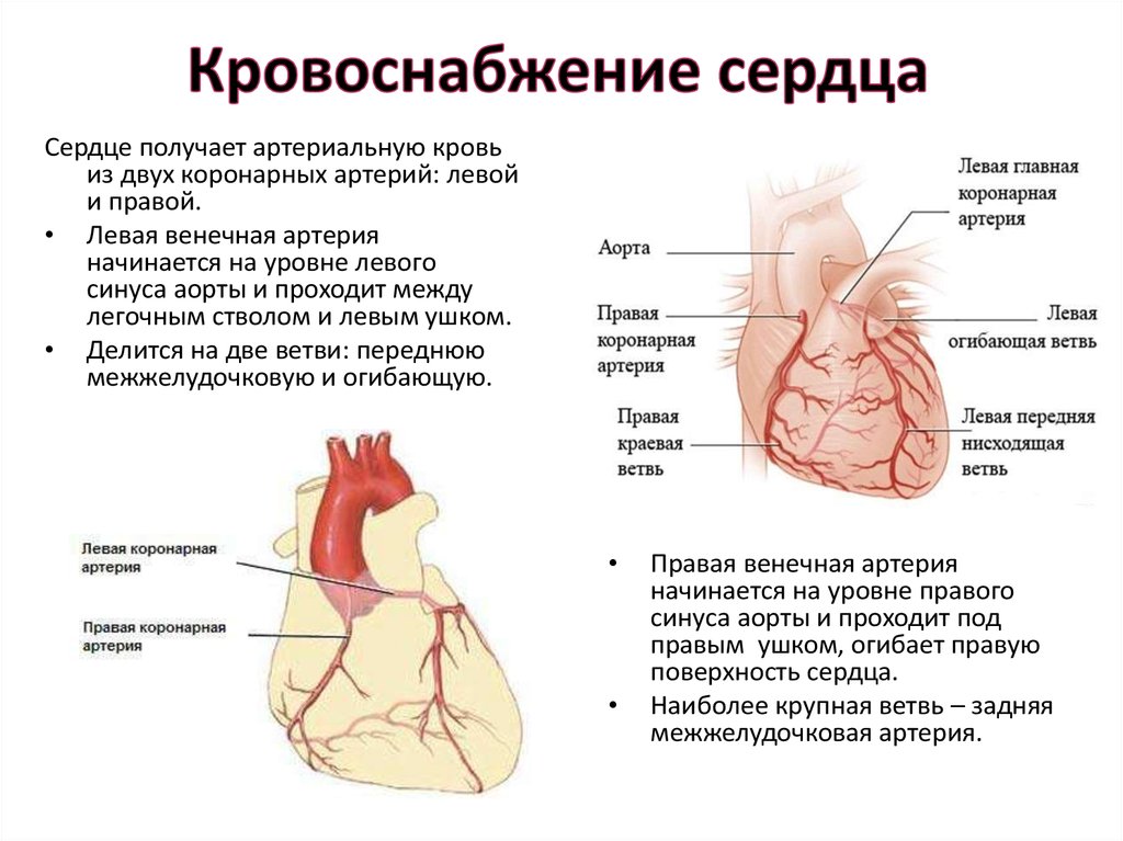 Артериальный тип крови. Строение и кровоснабжение сердца. Топография венечных артерий сердца. Кровоснабжение сердца коронарные артерии стенки. Схема коронарного кровообращения сердца.