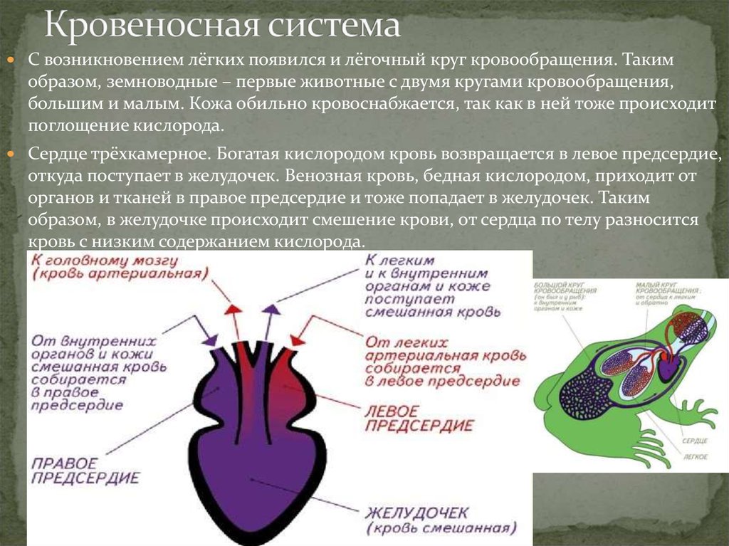 Характеристика сердца земноводных. Венозная кровь у земноводных. Круги кровообращения амфибий. Артериальная кровь у земноводных. Кровеносная система земноводных сердце.