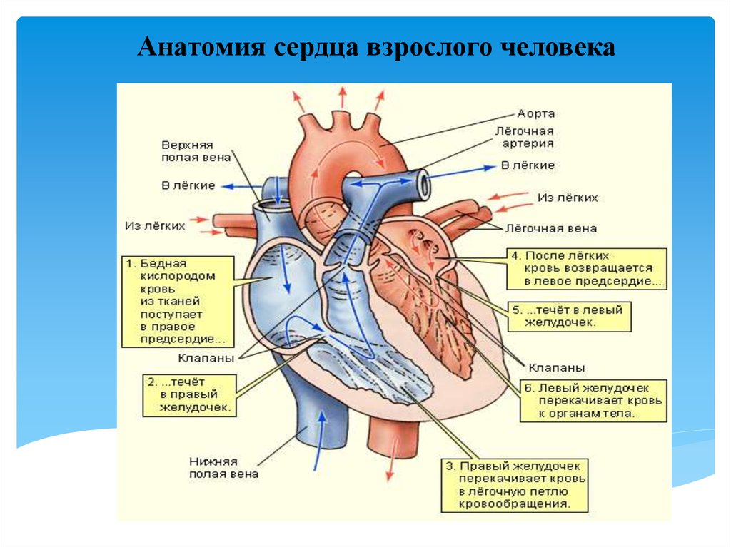Заканчивается в правом предсердии. Нижняя полая Вена сердца. Строение сосудов сердца человека схема. Строение сердца кровоток. Строение сердца клапаны сердца круги кровообращения.