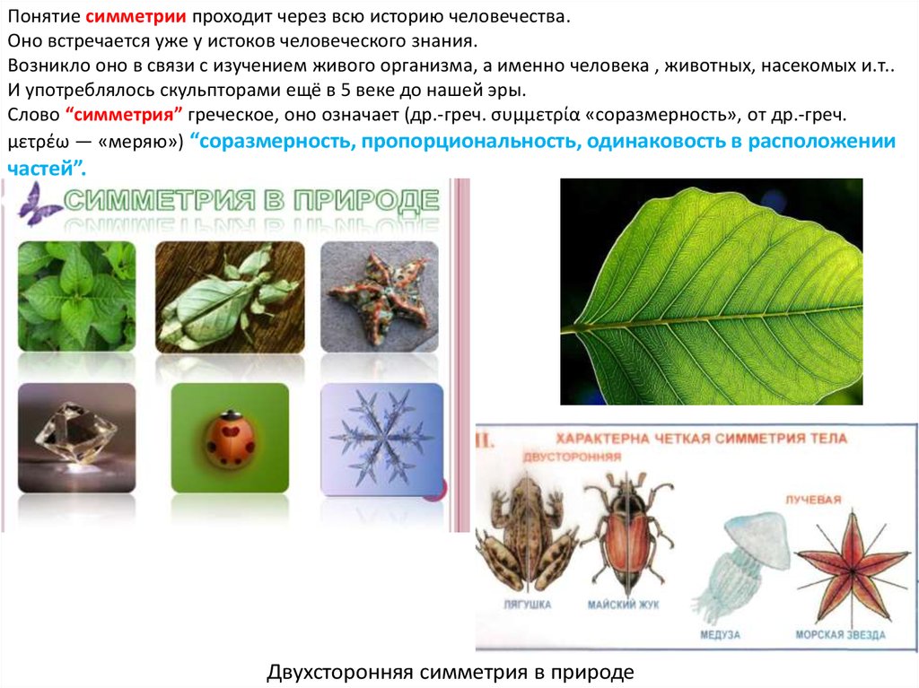 Тип симметрии комара. Понятие симметрии. Двусторонняя симметрия в природе. Двусторонняя симметрия тела характерна для. Билатеральная симметрия у растений.
