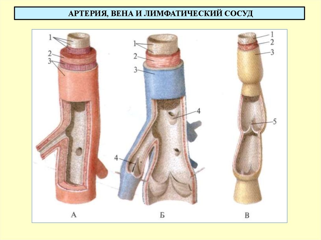 Особенности строения артерий вен. Артерия Вена и лимфатический сосуд. Сосуды: Вена артерия лимфатический сосуд. Строение кровеносных сосудов Вена. Строение лимфатических сосудов.