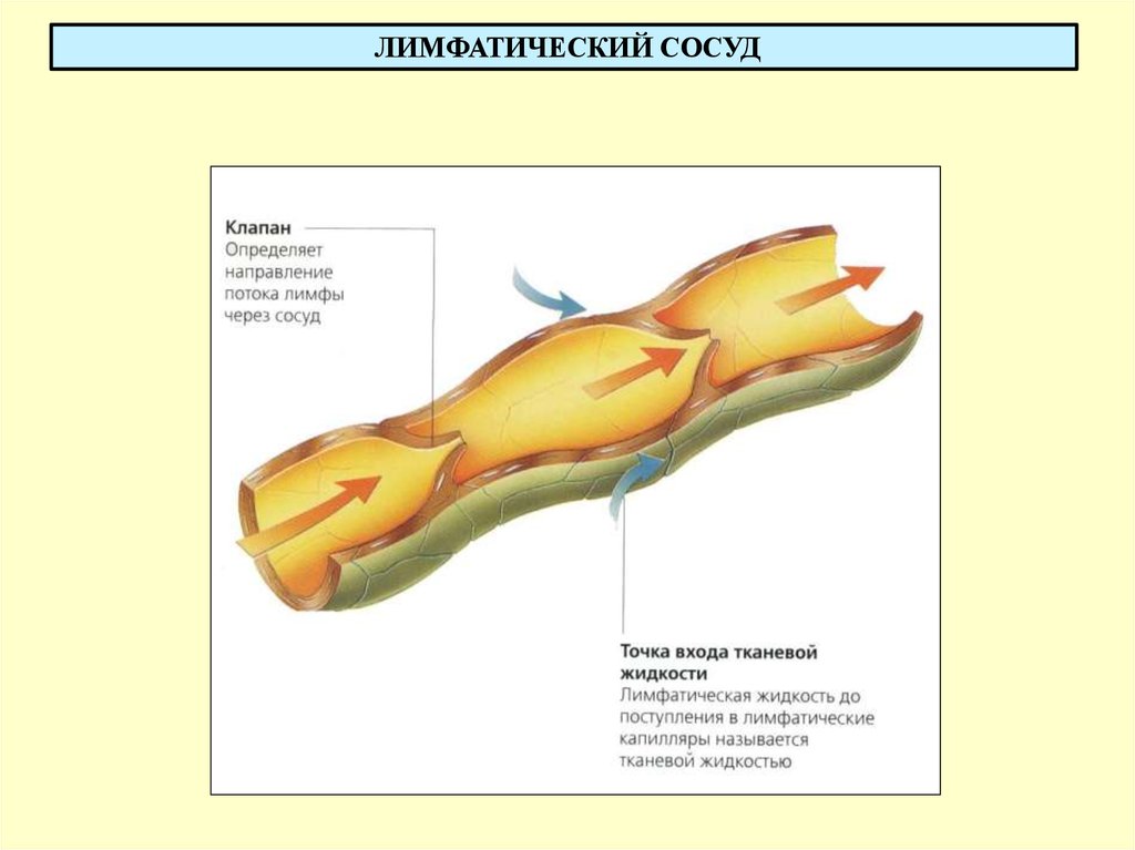 Стенка лимфатического сосуда