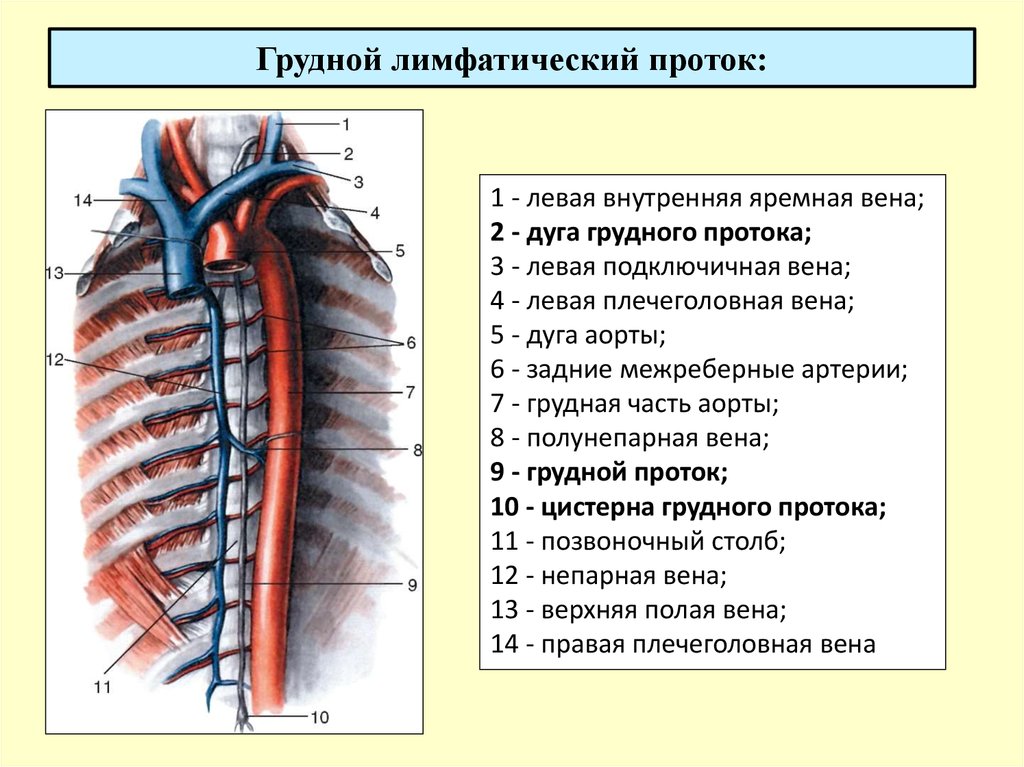 Схема грудного и правого лимфопротоков