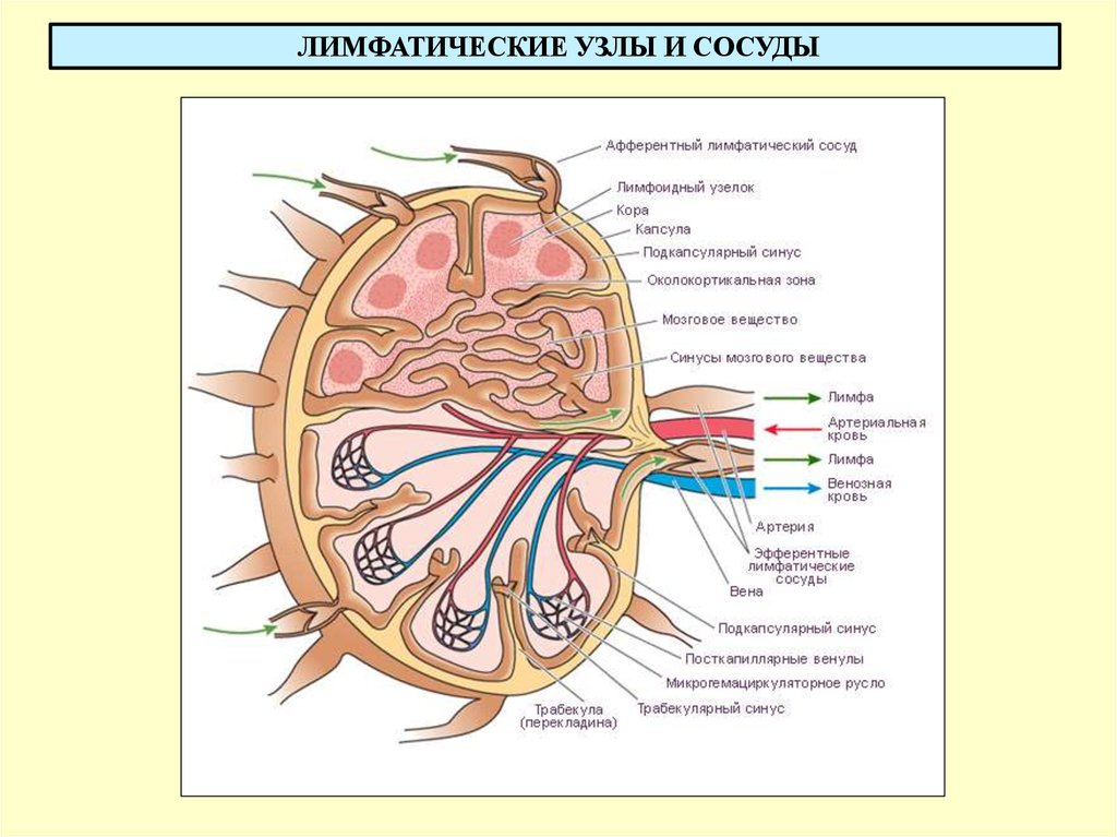 Лимфоузлы цвет. Строение лимфатического узла анатомия. Строение лимфатических сосудов и лимфоузлов. Строение лимфатического сосуда и лимфатического узла. Схема строения лимфатического узла.