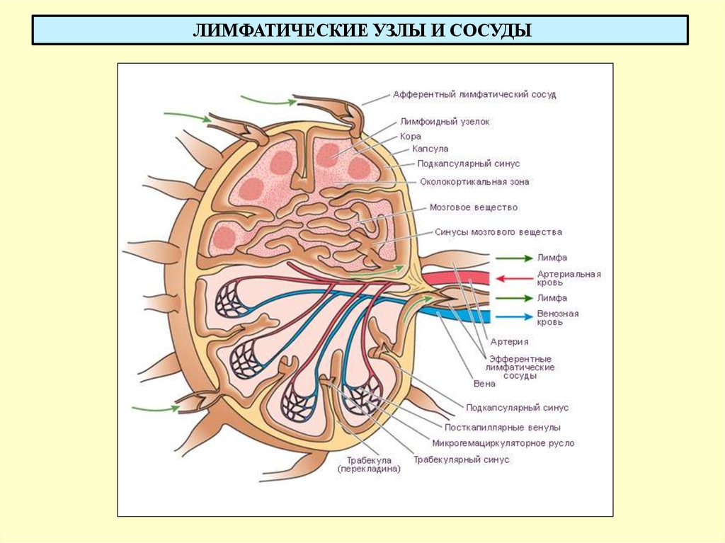 Центральный лимфатический узел. Лимфатические узлы строение и функции. Строение лимфатических узлов человека. Схема строения лимфатического узла. Строение лимфатических сосудов и узлов.