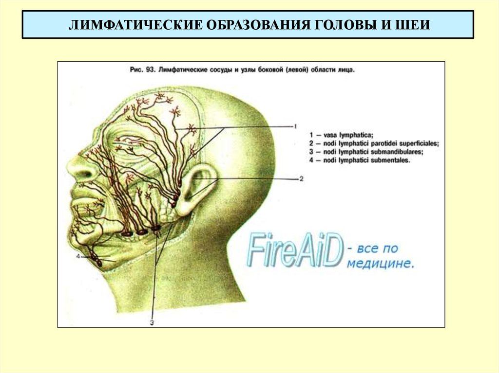 Схема лимфоузлов на голове