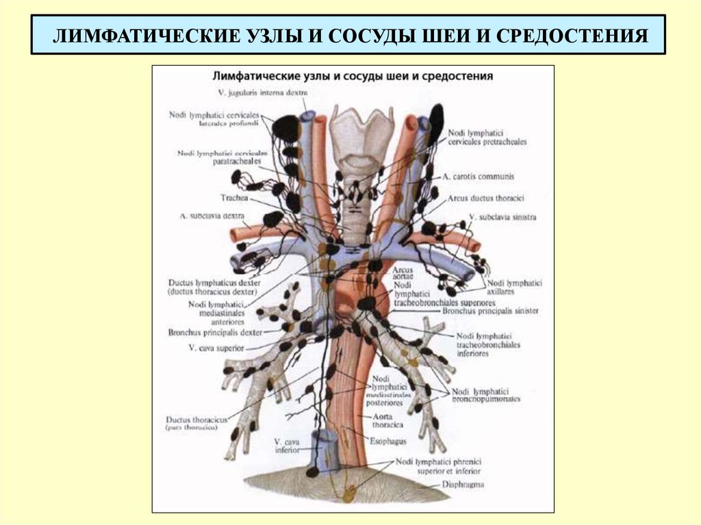 Лимфоузлы средостения схема расположения