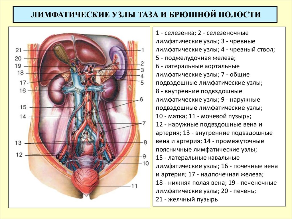 Брюшная полость таза. Лимфатические узлы забрюшинного пространства схема. Висцеральные лимфатические узлы таза. Забрюшинные лимфоузлы где находятся. Лимфоузлы забрюшинного пространства схема.