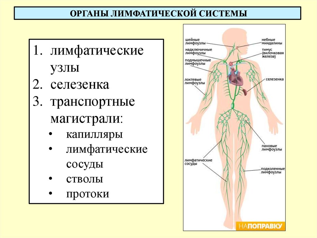 Лимфоузлы особенности. Лимфатическая система человека анатомия лимфатическая система. Строение и функции лимфатической системы физиология. Лимфатические системы лимфатические узлы лимфатические сосуды. Схема строения лимфоидной системы человека.