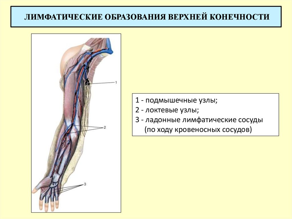 Лимфоузлы кисти. Региональные лимфатические узлы верхней конечности. Лимфатические сосуды и узлы верхней конечности. Анатомия лимфатической системы человека верхних конечностей. Лимфоотток локтевого сустава.