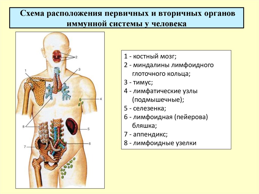 Система покровных органов человека функции