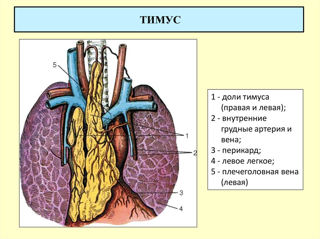 Тимус источник развития общий план строения функция