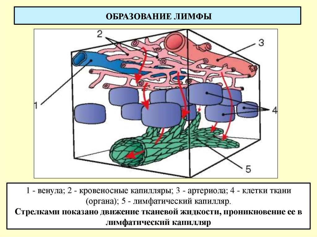 Образование лимфы схема