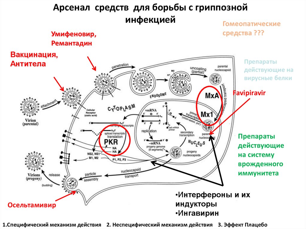 Гомеопатическая карта