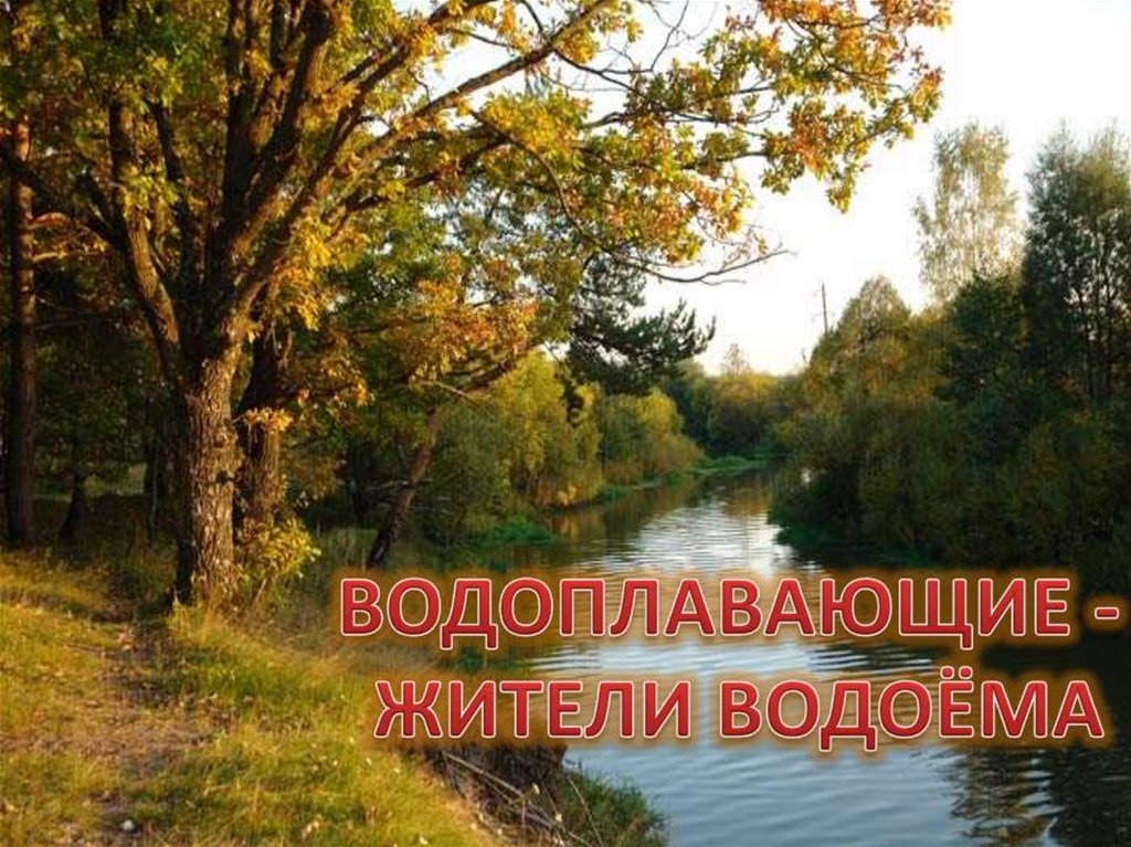 Презентация 2 класс водоплавающие жители водоема 2 класс