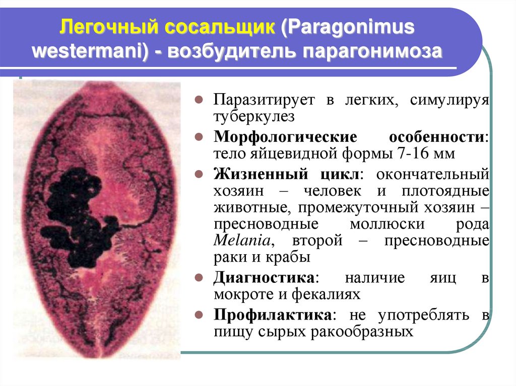 Легочный сосальщик (Paragonimus westermani) - возбудитель парагонимоза
