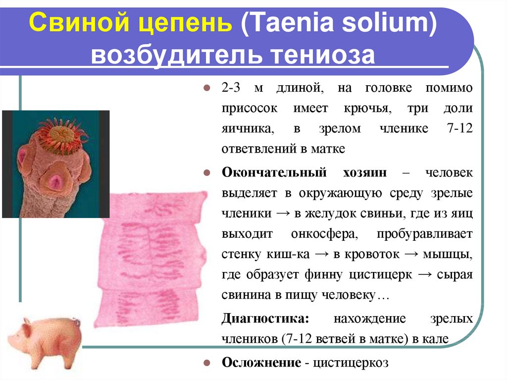 Свиной цепень (Taenia solium) возбудитель тениоза