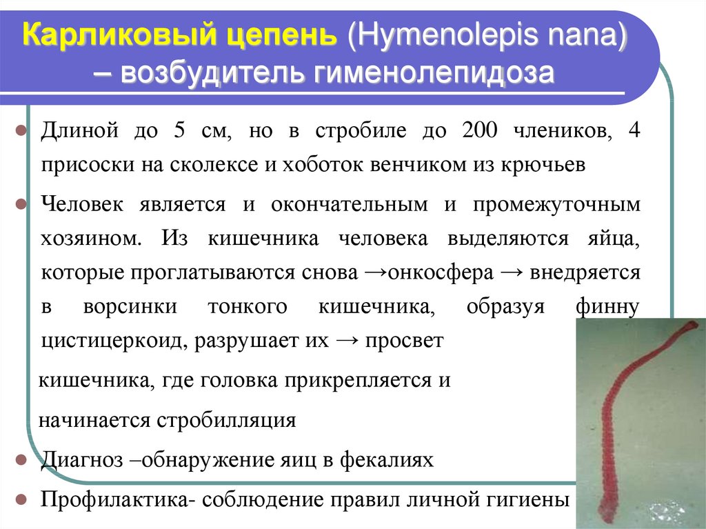 Карликовый цепень (Hymenolepis nana) – возбудитель гименолепидоза