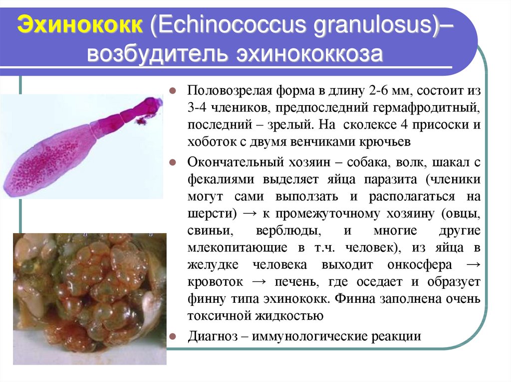 Эхинококк (Echinococcus granulosus)– возбудитель эхинококкоза