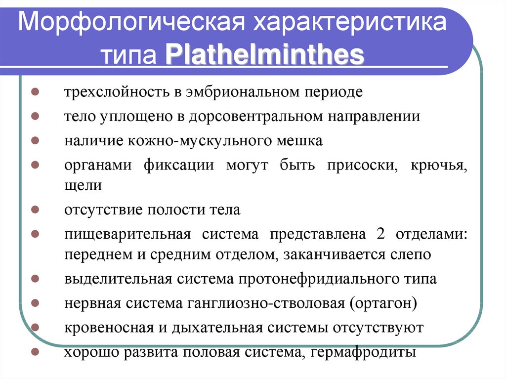 Морфологическая характеристика типа Plathelminthes
