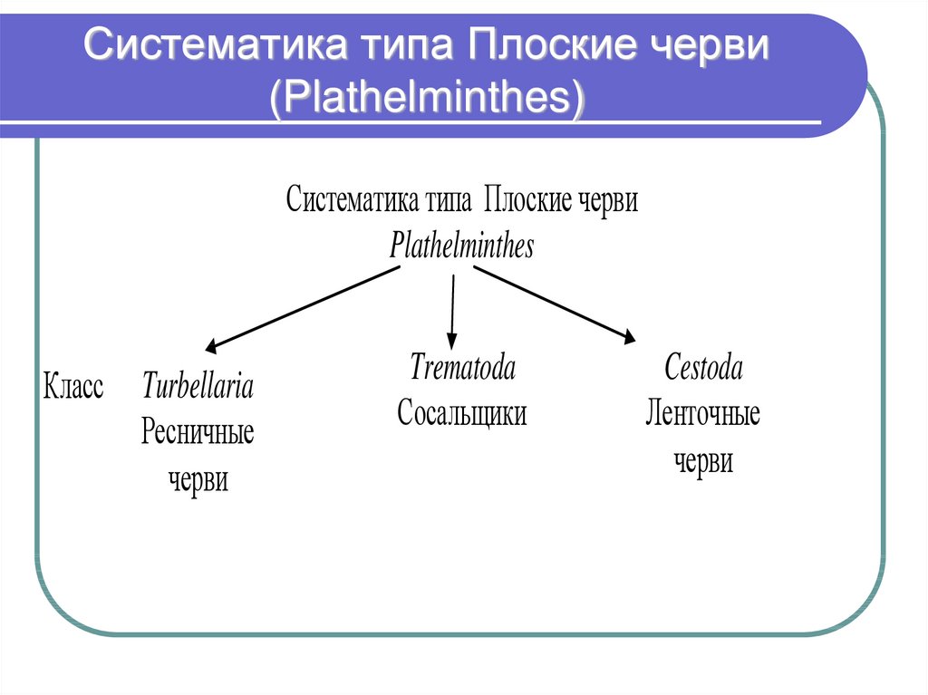 Систематика типа Плоские черви (Plathelminthes)