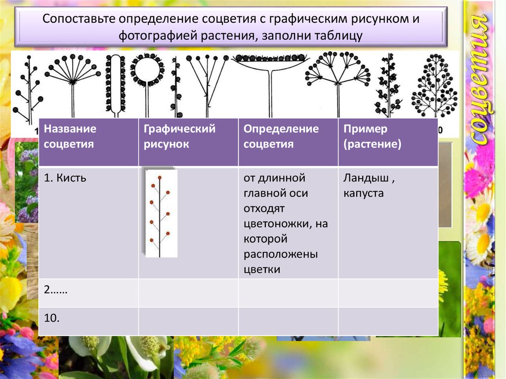 Соцветия таблица