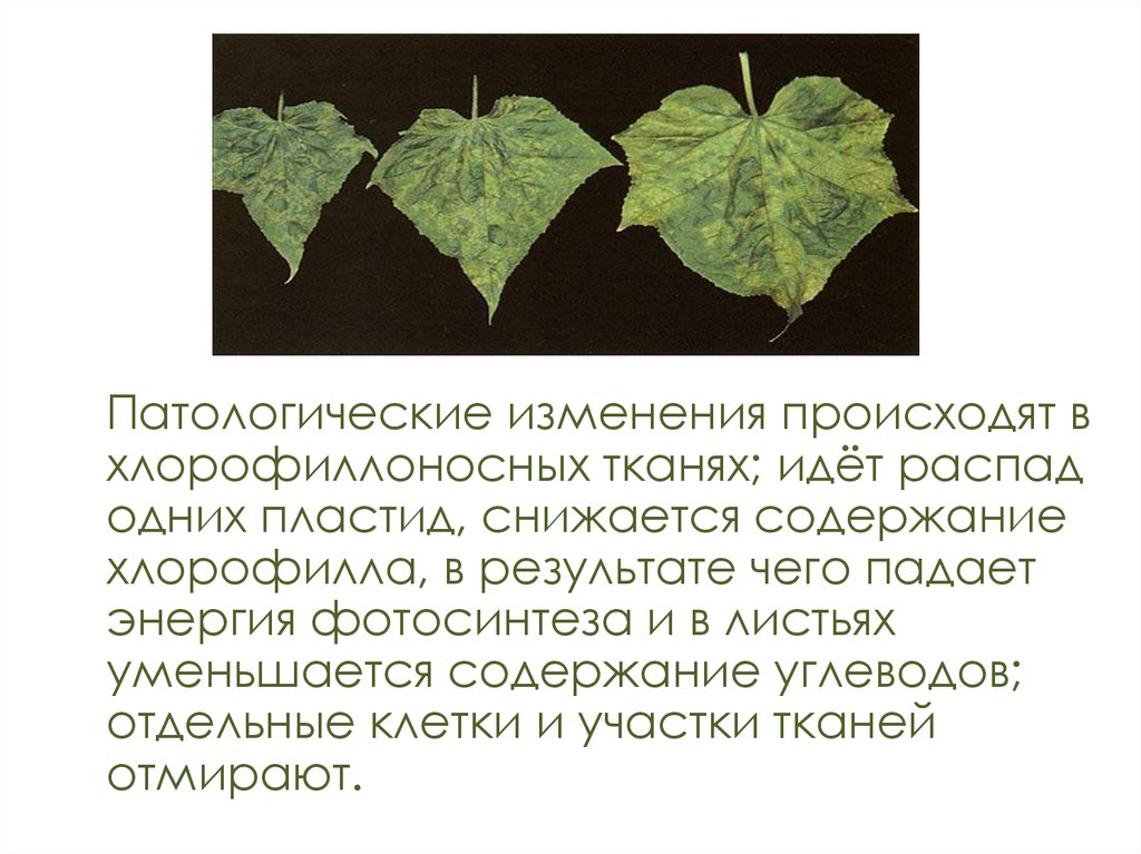 Распад растений. Хлорофилл в листьях. Хлорофиллоносная ткань листа. Содержание хлорофилла в листьях. Распад хлорофилла в листьях.