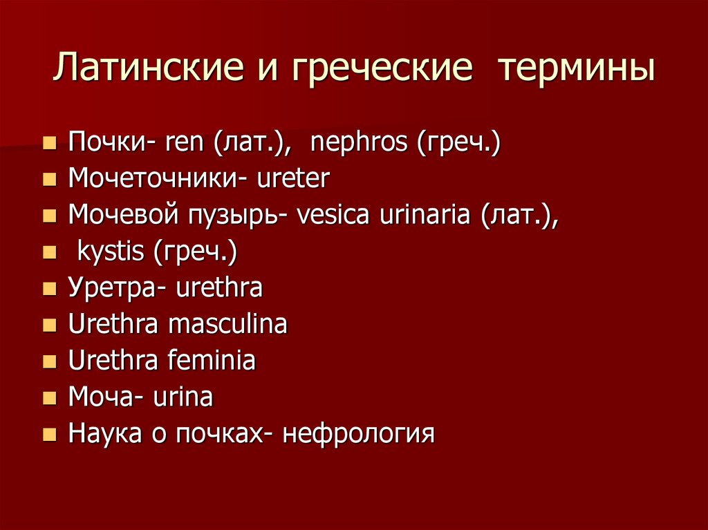 Латинская терминология. Латинские термины. Греческие и латинские термины. Термины на латыни. Греческое название почки.