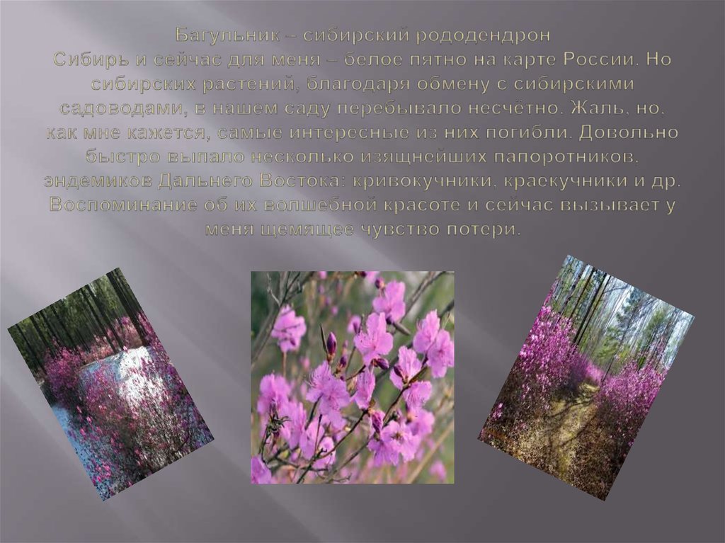 Багульник – сибирский рододендрон Сибирь и сейчас для меня – белое пятно на карте России. Но сибирских растений, благодаря
