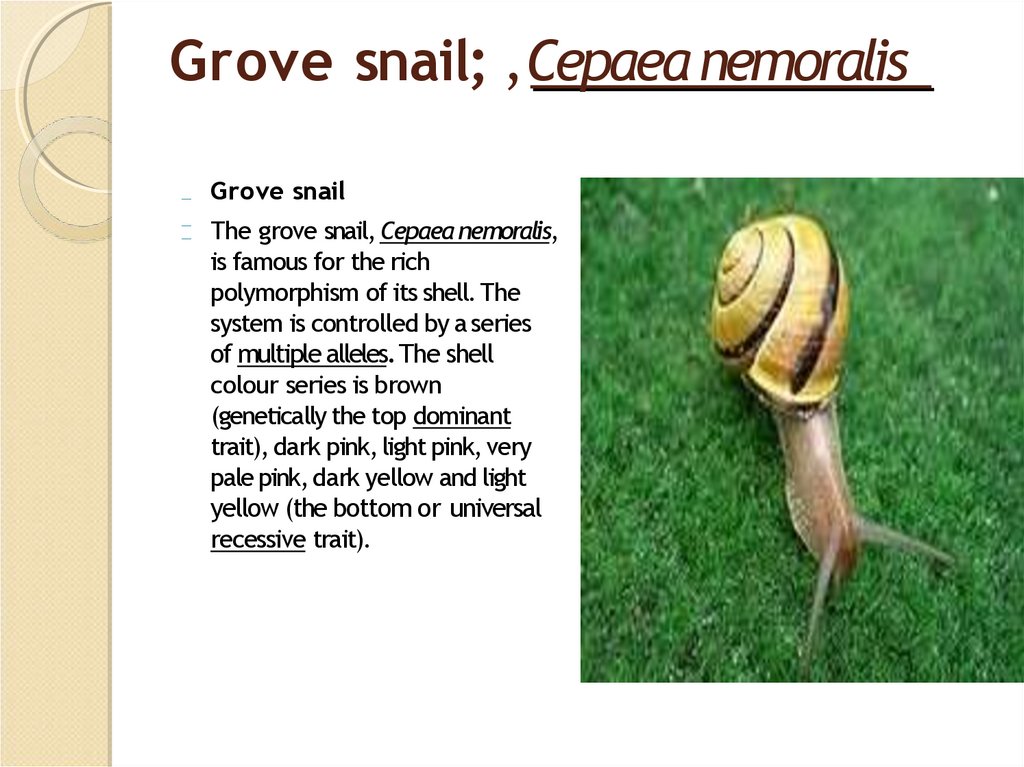 Grove snail; , Cepaea nemoralis