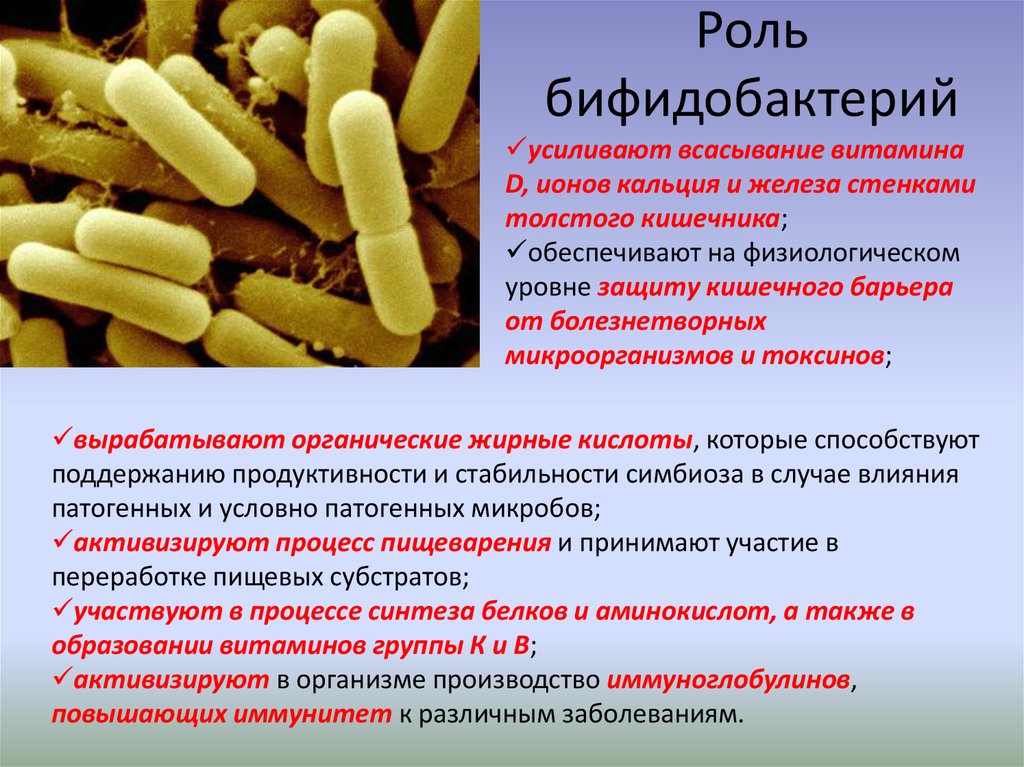 Какие бифидобактерии