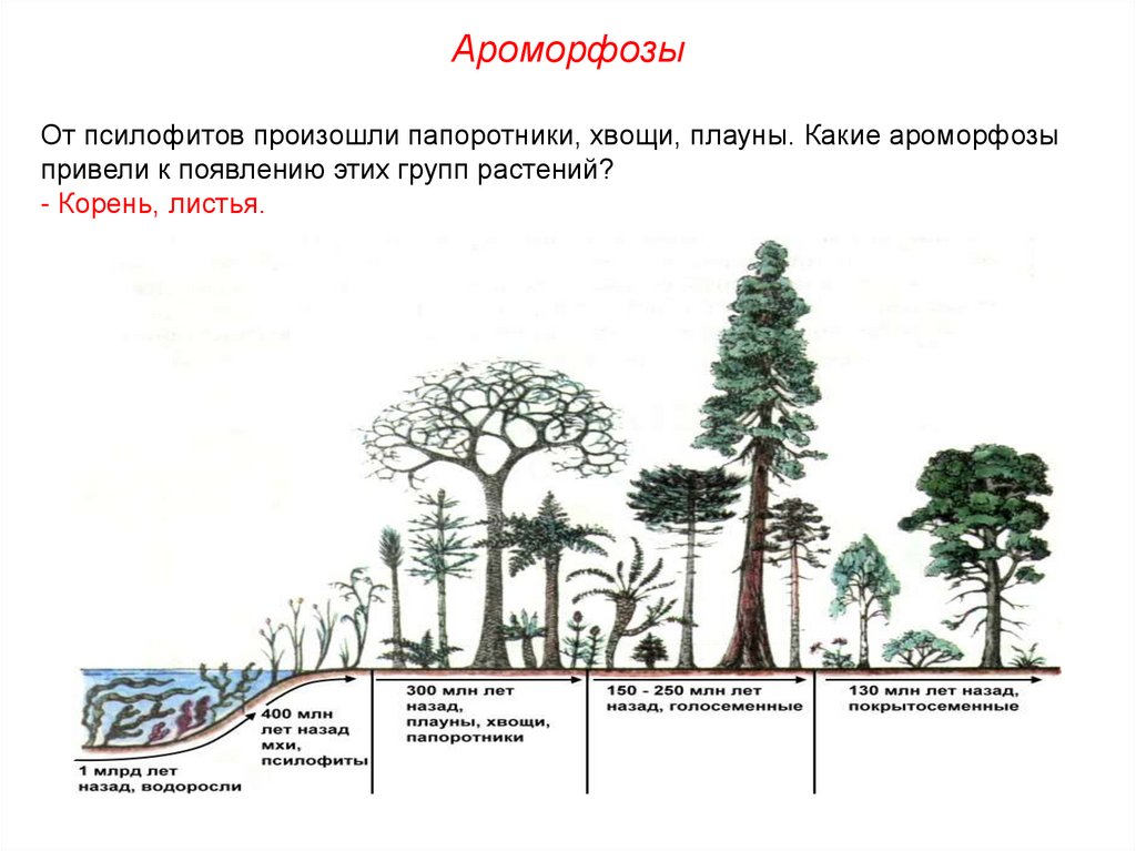 Ароморфоз способствовавший выходу животных на сушу. Ароморфозы отделов растений таблица. Ароморфозы растений и животных таблица. Ароморфозы псилофитов. Ароморфозы моховидных.