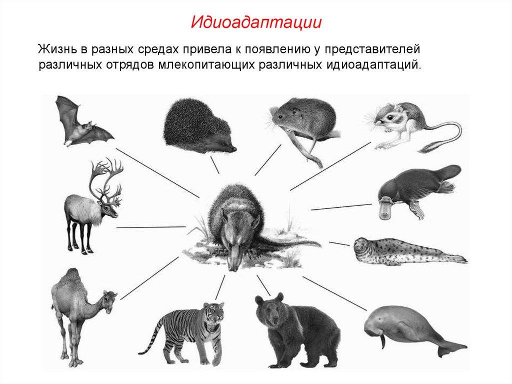 Идиоадаптация биология презентация