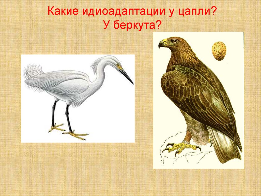 Идиоадаптации у птиц примеры. Идиоадаптация Цапли. Идиоадаптация птиц. Идиоадаптация Беркута. Идиоадаптации птиц к полету.