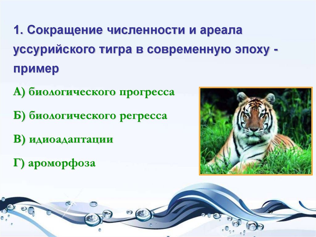 Уссурийский тигр биологический прогресс