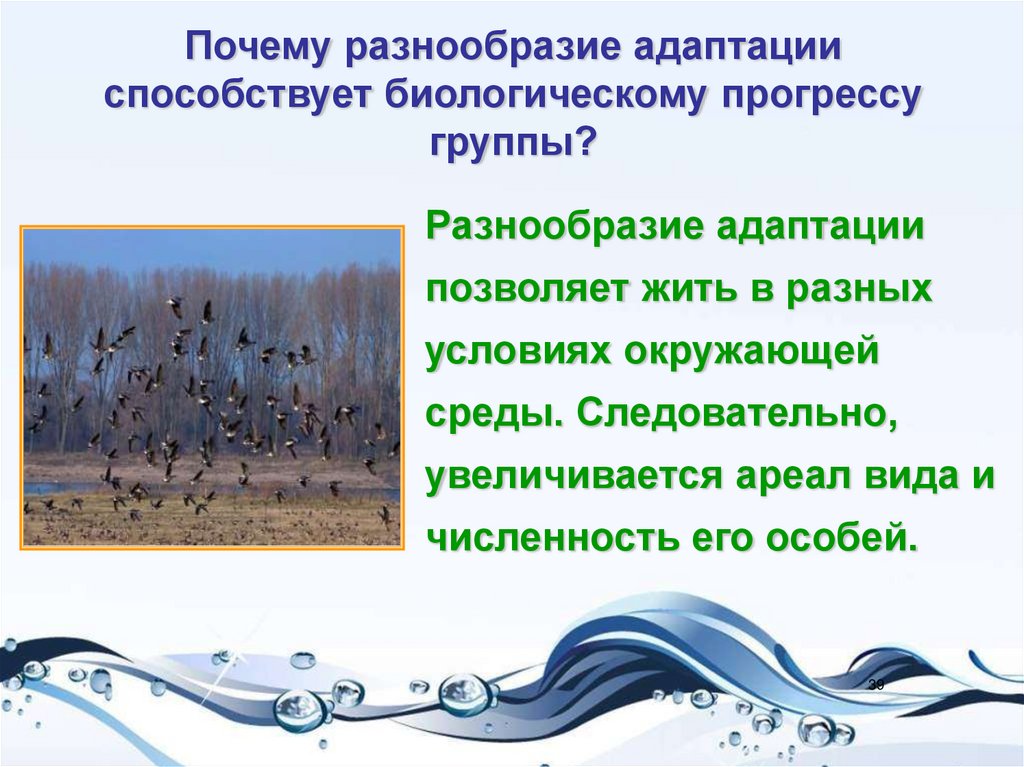 Зачем разнообразие. Разнообразие адаптации биология. Разнообразие адаптаций. Разнообразие почему вместе.