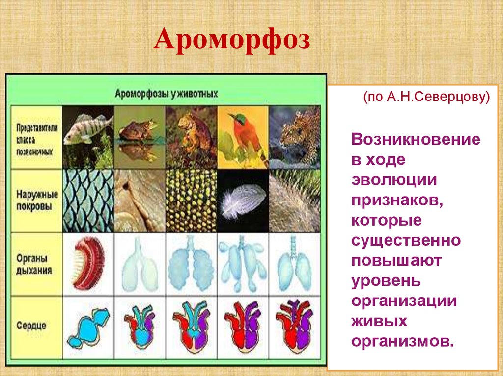 Ароморфоз. Примеры катаморфоза у животных. Примеры ароморфоза у растений. Главные направления эволюции ароморфоз