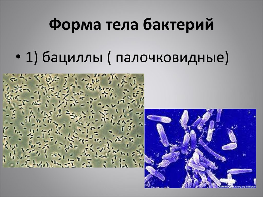 Появление бактерий в организме