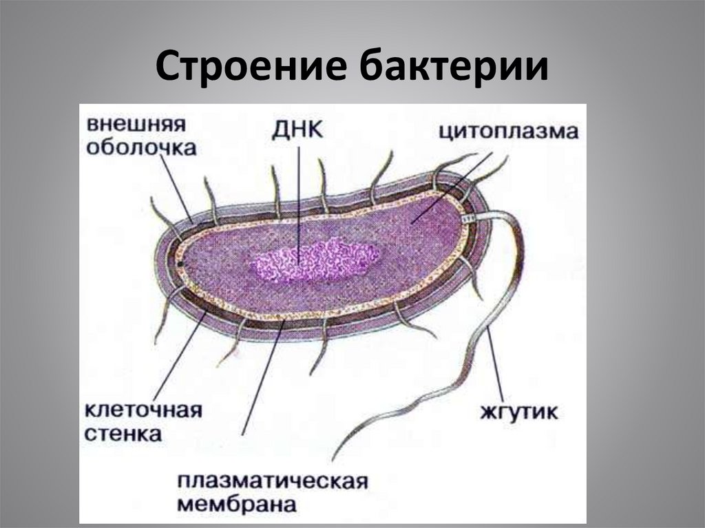 В клетках бактерий есть ядро. Строение прокариотических клеток. Строение клетки прокариот. Строение бактерии прокариот. Схема строения прокариотической клетки.