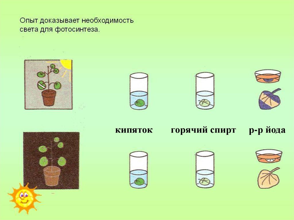 Процесс опыта. Опыт доказывающий необходимость света для фотосинтеза. Опыты по фотосинтезу. Опыты доказывающие фотосинтез. Опыты доказывающие фотосинтез растений.