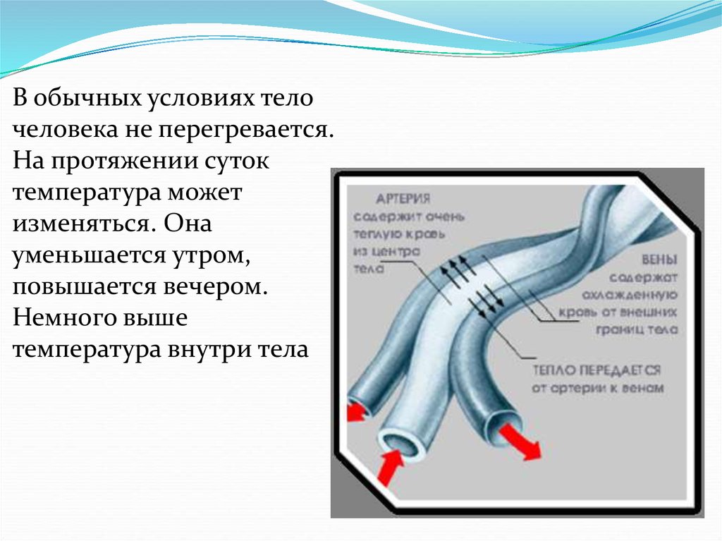 Температурная сенсорная система презентация