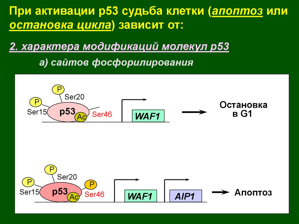 Остановиться цикл. P53 апоптоз. Цикл зависимости. Р53 окраска. Остановка цикла.