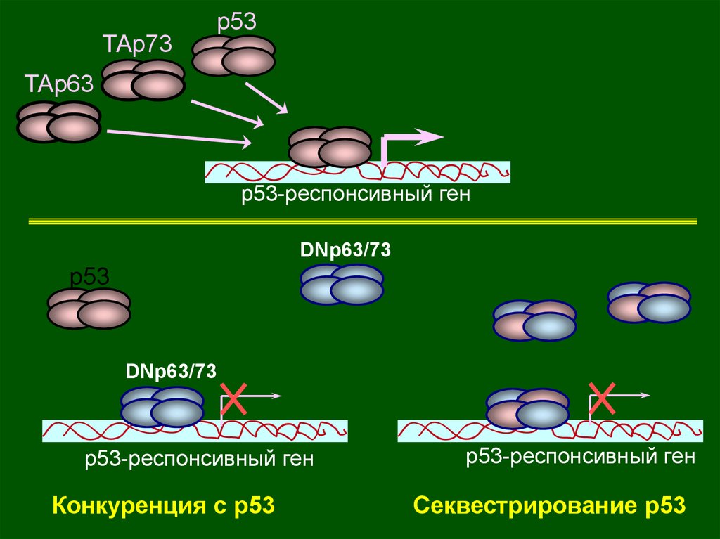 63 73 63. Ген p53. Гены p53 и RB. Мутация Гена p53. Ген p53 функции.