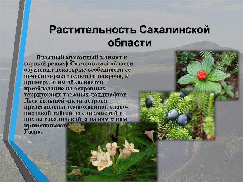 Растительность Сахалинской области