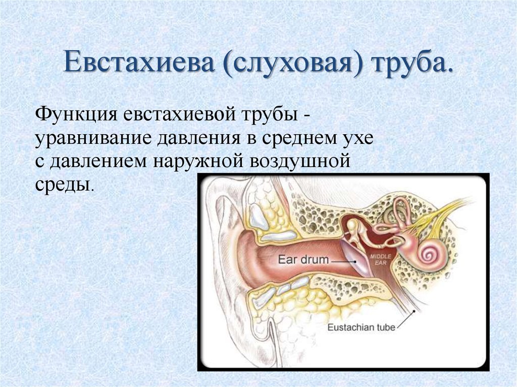 Особенности строения слуховой трубы какую функцию выполняет. Евстахиева труба строение и функции. Слуховая евстахиева труба функции. Евстахиева труба строение. Евстахиева труба функции.