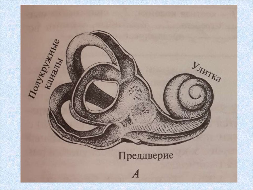 На рисунке изображено строение уха выберите