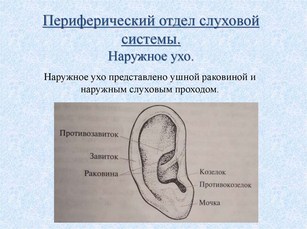 Строение периферического отдела уха